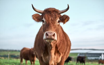 You Can’t Eat Money