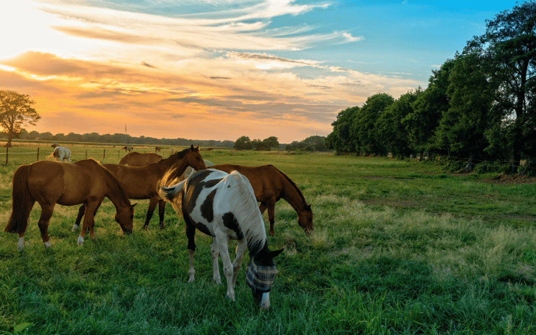 Food Sovereignty:The Ultimate Agency in an Unstable World