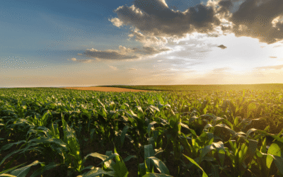 Global Food Security on the Brink: One Escalation Away from Widespread Disruption