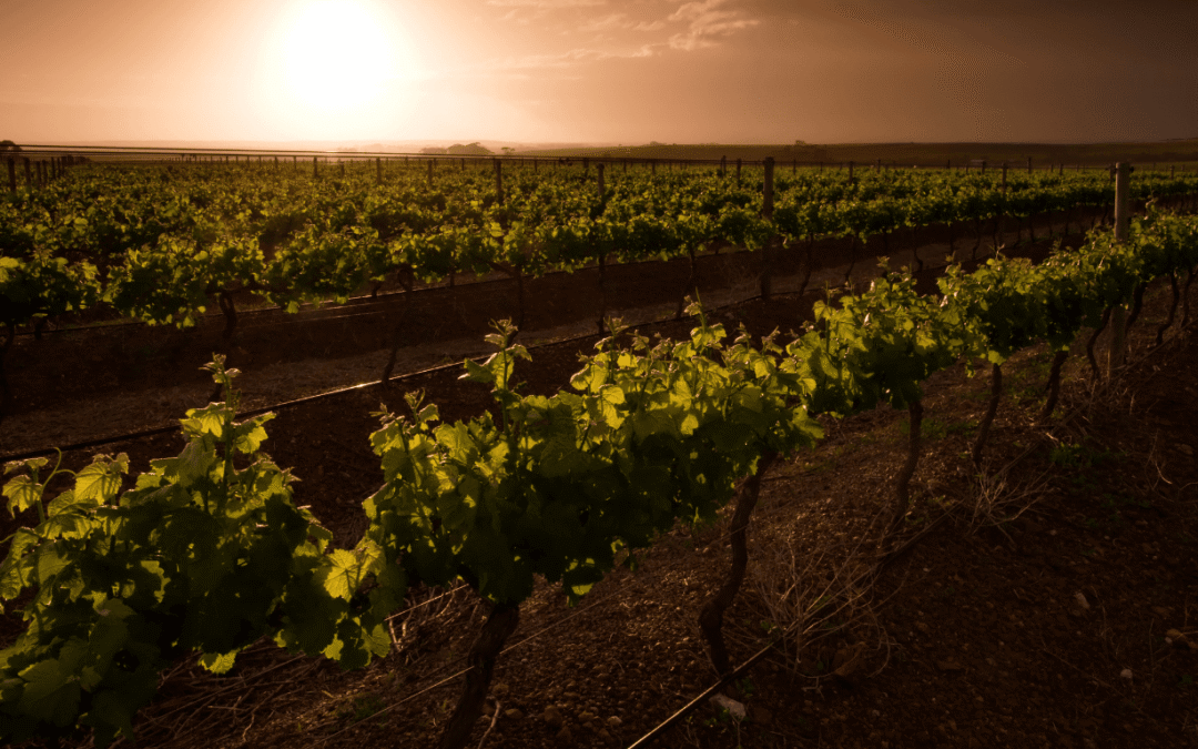 The Agency Dividend: Why the Wealthy Must Stop Waiting for Systems to Protect Them