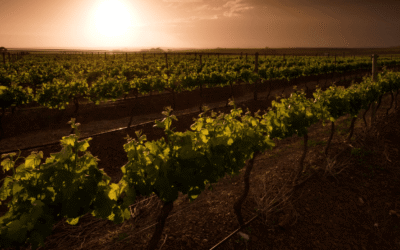 The Agency Dividend: Why the Wealthy Must Stop Waiting for Systems to Protect Them