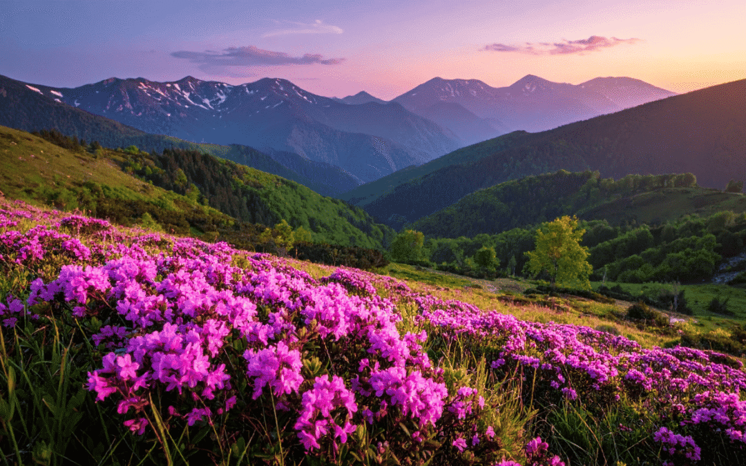 International vs Domestic Safe Havens for Family Compounds