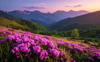 International vs Domestic Safe Havens for Family Compounds