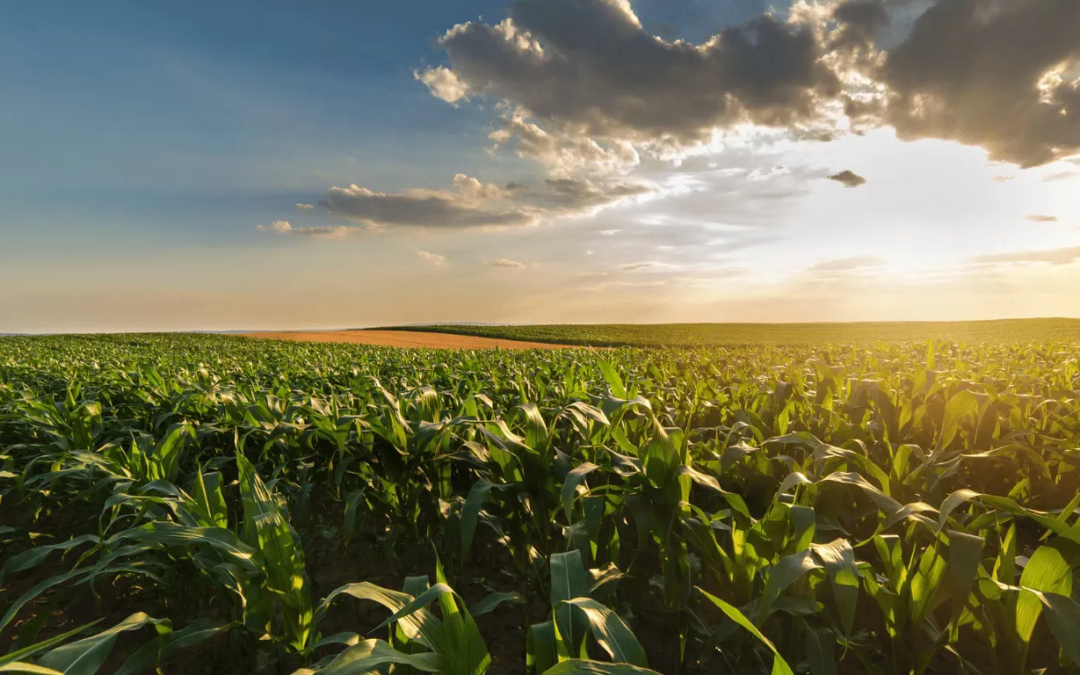 The Harvest That Won’t Come: Why the Hormuz Crisis Is Not a Commodity Shock – It’s a Generational Food Event